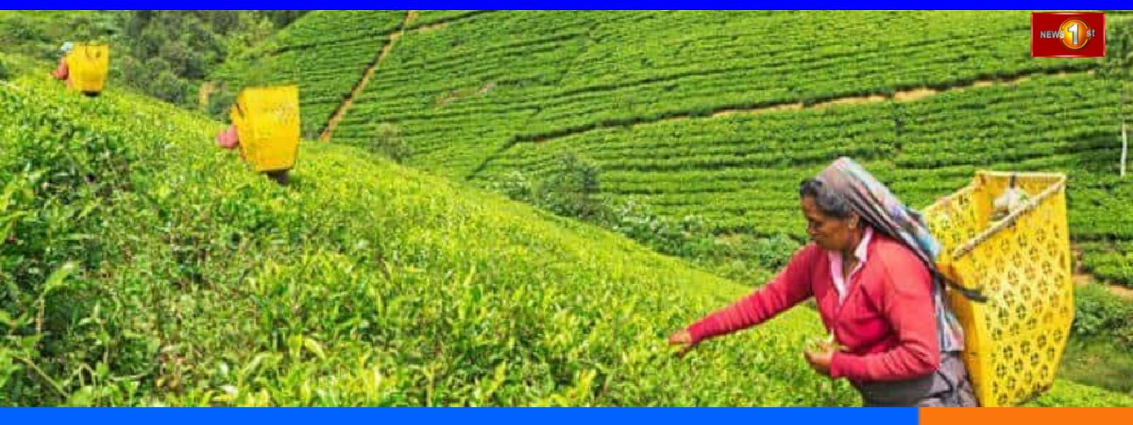 'Ceylon Tea Village' தேசிய வேலைத்திட்டம் ஆரம்பம்